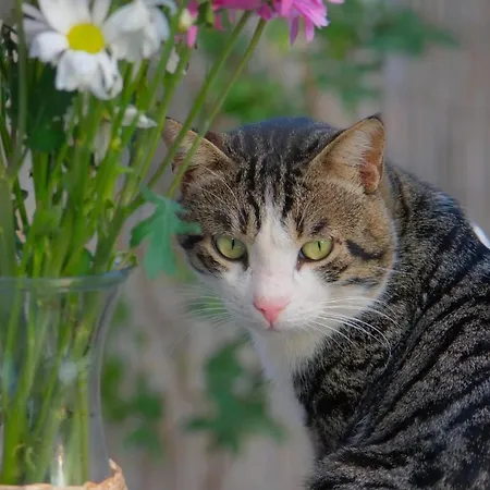 Collesium Garden Апарт-отель 3*